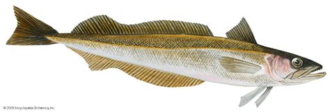 hake fish|What is hake .